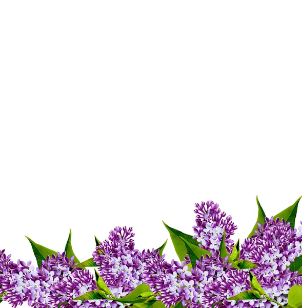 Lilac flowers — Stock Photo, Image