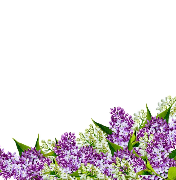 Lilac flowers — Stock Photo, Image