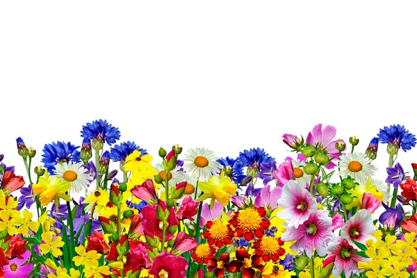 Virágok elszigetelt fehér háttér — Stock Fotó