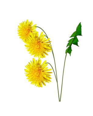 Karahindiba çiçekleri beyaz arkaplanda izole