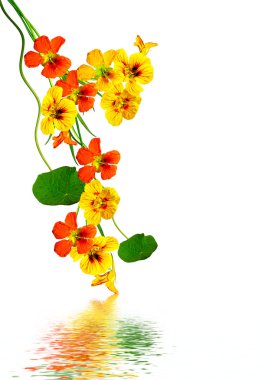 Beyaz arkaplanda izole edilmiş nasturtium çiçekleri