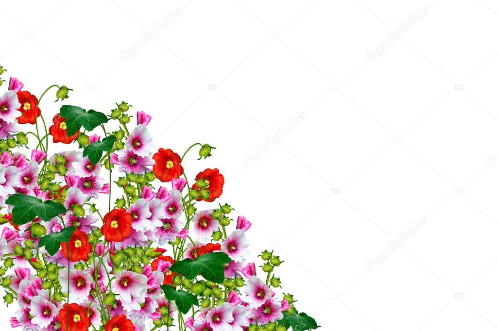 Mallow flowers isolated on white background