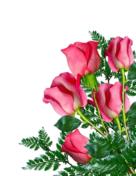 Czerwone róże na białym tle — Zdjęcie stockowe