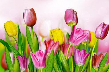 pembe ve sarı laleler