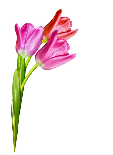 Spring flowers tulips isolated on white background — Stock Photo, Image