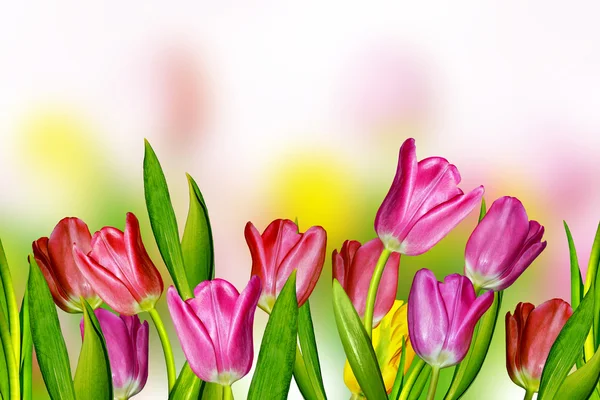 Tulipanes rosados y amarillos — Foto de Stock
