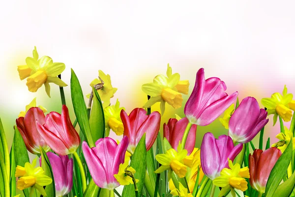 Rosa och gula tulips.narcissus — Stockfoto