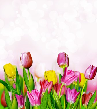 pembe ve sarı laleler