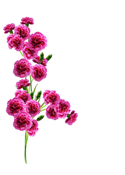 Carnation flowers isolated on white background — Stock Photo, Image