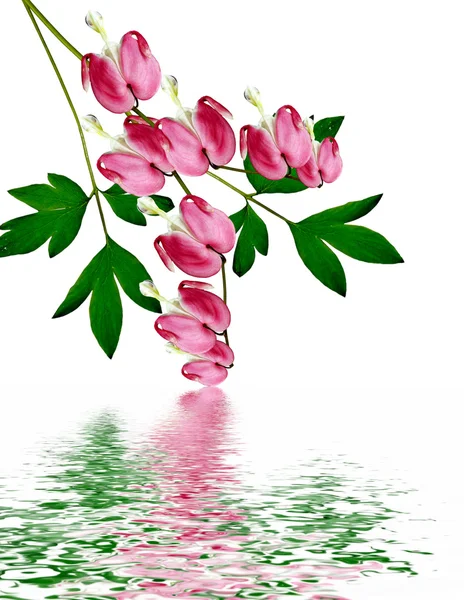 Kalbi kanayan Pembe çiçek — Stok fotoğraf