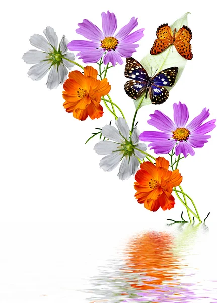 Cosmos flowers isolated on white background — Stock Photo, Image