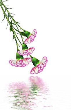 karanfil çiçekleri beyaz arkaplanda izole edilmiş