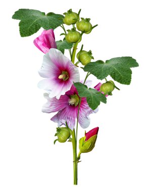 Mallow flowers isolated on white background clipart