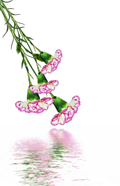 karanfil çiçekleri beyaz arkaplanda izole edilmiş