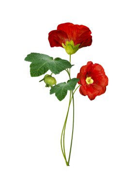 Mallow çiçekleri beyaz arkaplanda izole edilmiş