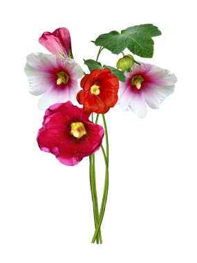 Mallow çiçekleri beyaz arkaplanda izole edilmiş