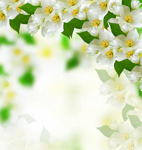 섬세 한 재 스민 꽃으로 봄 풍경 — 스톡 사진