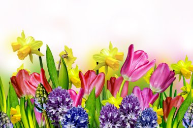 pembe ve sarı tulips.narcissus