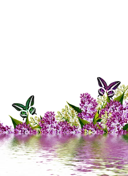 Lilac flowers — Stock Photo, Image