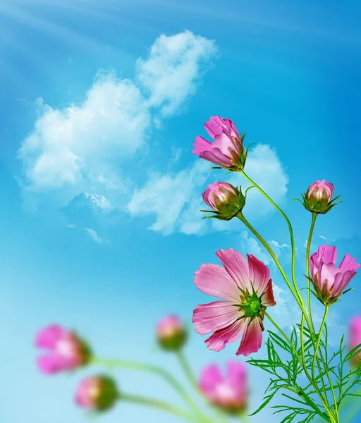 Cosmos flores sobre un fondo de cielo azul con nubes —  Fotos de Stock