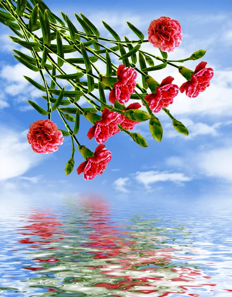 Carnation bloemen en blauwe hemel met wolken — Stockfoto