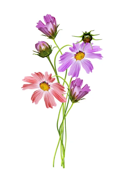 Cosmos flowers isolated on white background — Stock Photo, Image