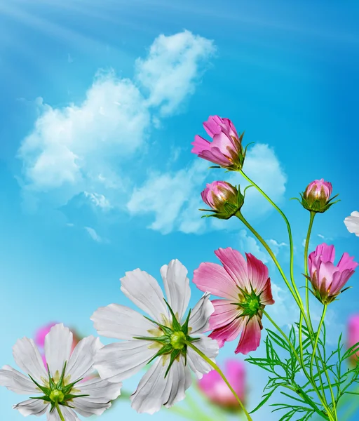 Cosmos flores sobre un fondo de cielo azul con nubes —  Fotos de Stock