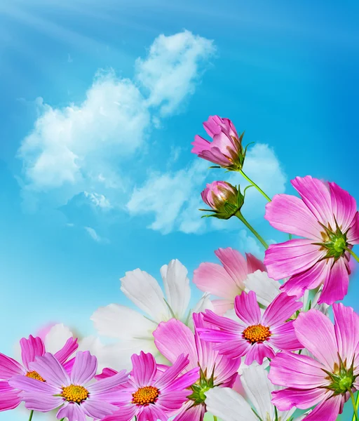 Cosmos flowers on a background of blue sky with clouds — Stock Photo, Image