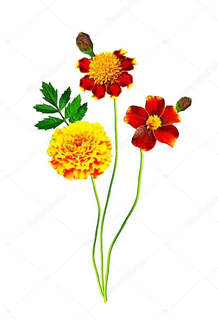 Marigold flowers isolated on white background