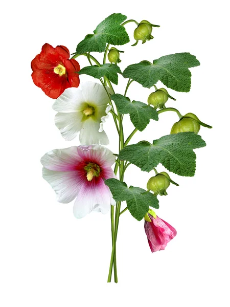 Mallow blommor isolerad på vit bakgrund — Stockfoto