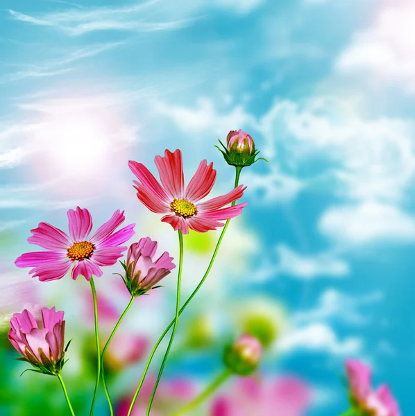 Flores de margarita sobre fondo azul del cielo — Foto de Stock