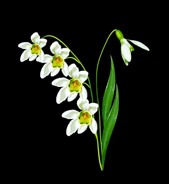 Flores de gotas de nieve sobre un fondo negro — Foto de Stock