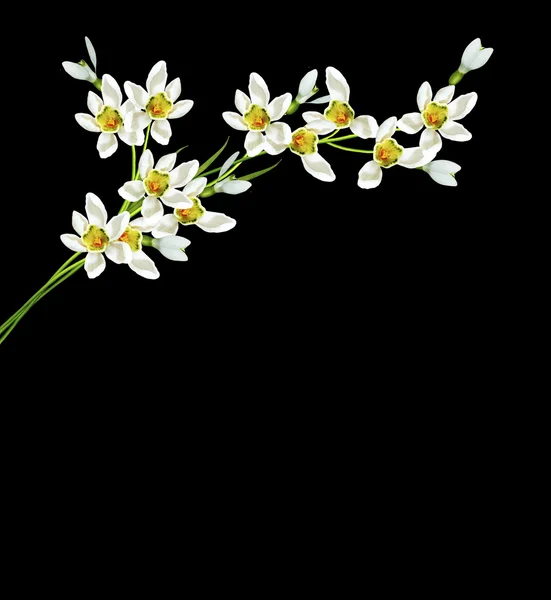 Hóvirág virágok a fekete háttér — Stock Fotó