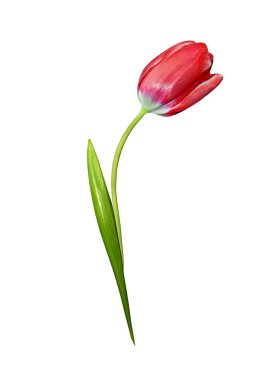 bahar çiçekleri beyaz arkaplanda izole laleler