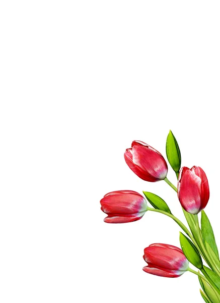 Весняні квіти тюльпани ізольовані на білому тлі — стокове фото