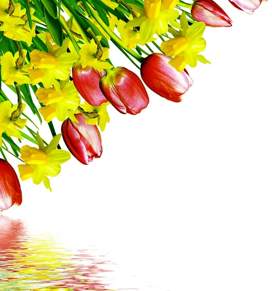 분홍색과 노란색 꽃 튤립과 수 선화 — 스톡 사진