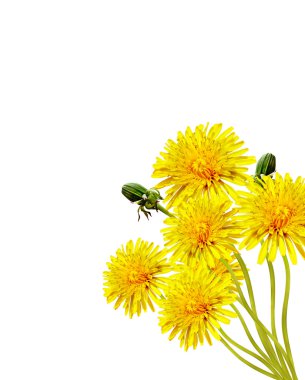 Karahindiba çiçekleri beyaz arkaplanda izole