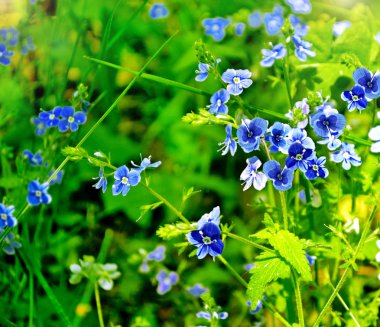 Yaz manzara. çiçekler unutma-beni