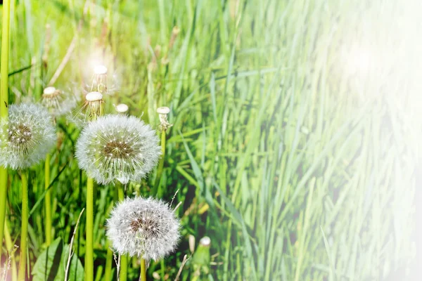 Paesaggio estivo. fiori . — Foto Stock