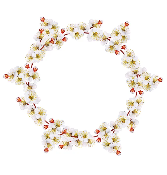 Round frame from flowers of apricot — Stock Photo, Image