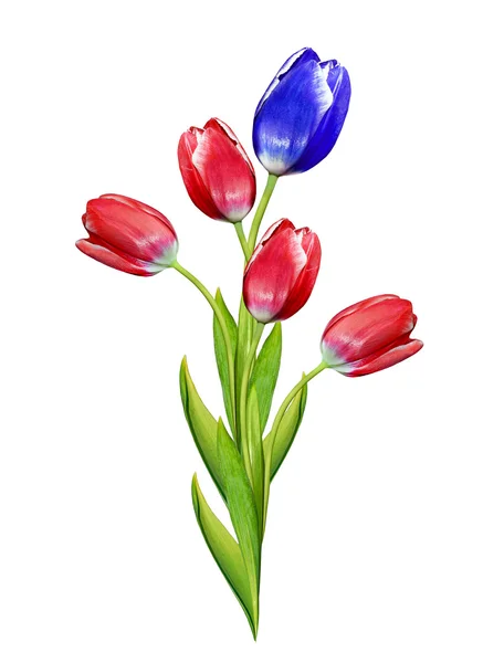 Spring flowers tulips isolated on white background — Stock Photo, Image