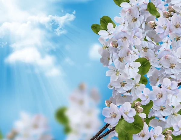 Melo in fiore contro il cielo blu — Foto Stock