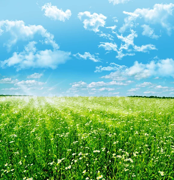 Chamomile field. — Stock Photo, Image