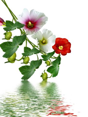 Mallow çiçekleri beyaz arkaplanda izole edilmiş