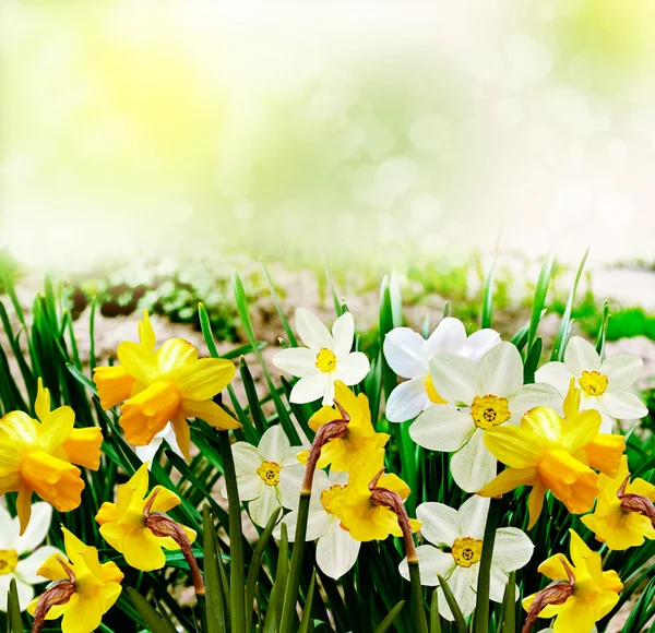 Paesaggio estivo. narcisi di fiori — Foto Stock