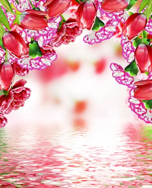 Nelkenblüten — Stockfoto