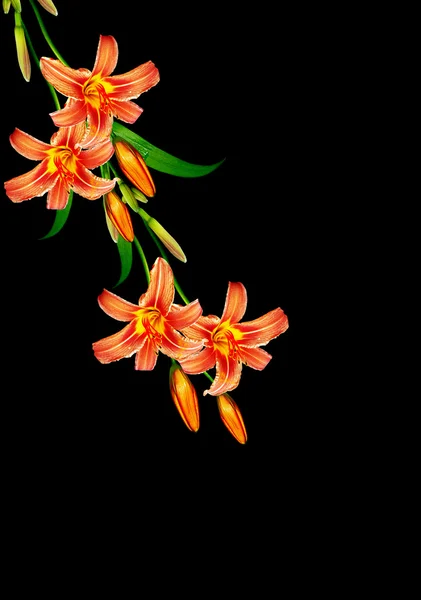 Lily flowers isolated on a black background — Stock Photo, Image