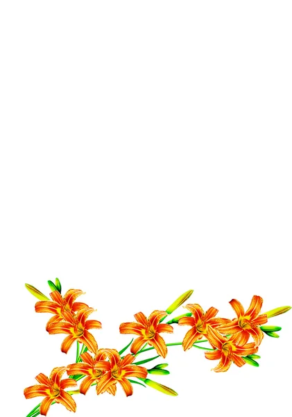 Bouquet of lily flowers isolated on white background — Stock Photo, Image