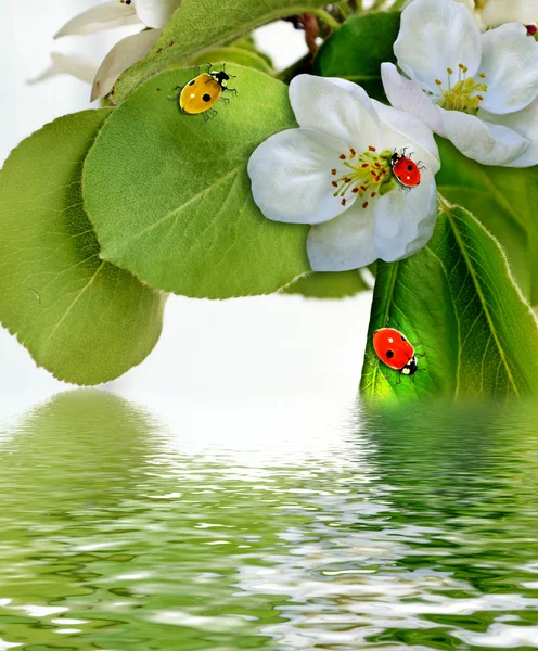 Manzano en flor — Foto de Stock