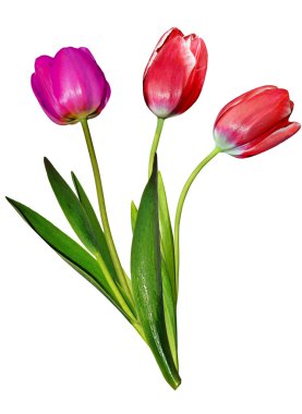 bahar çiçekleri beyaz arkaplanda izole laleler